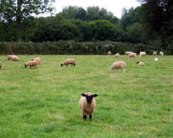 I Must Be In Wales.jpg (78611 bytes)